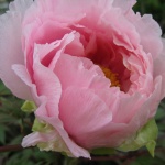 Gardens' winks