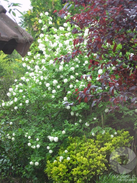 Viburnum carlesii in flower
Canon_PowerShot_S45-2003-05-01_13-05-32.jpg