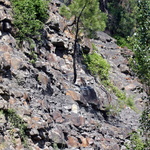 La forêt fossile de Champclauson