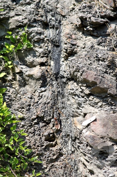 Une racine fossilisée... La_Grand_Combe_2013_9279.jpg