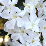 Fleurs à La Roque sur Cèze