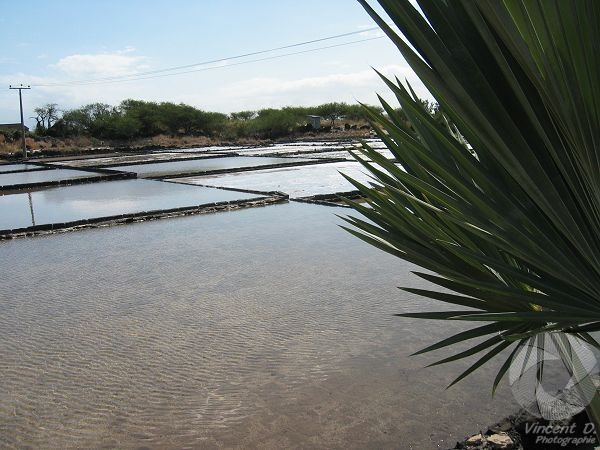 Des bassins stucturés et très légèrement étagés. IMG_6138.jpg
