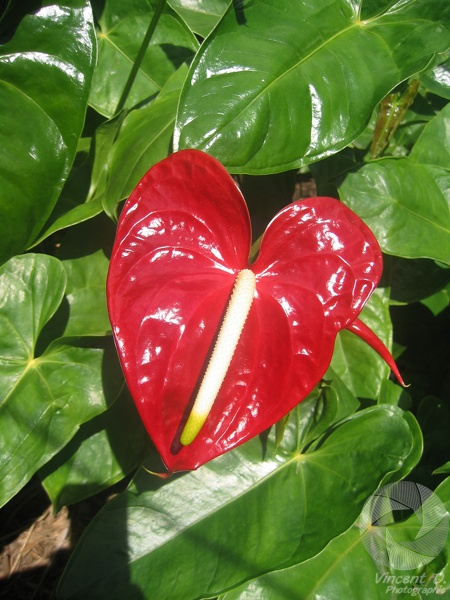 Ce qui nous semble être la fleur (rouge) n'est en réalité qu'une feuille. IMG_6521.jpg