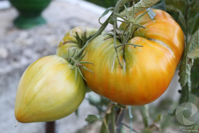 Tomates Coeur de boeuf 20090816173036-1bc3d7d1.jpg