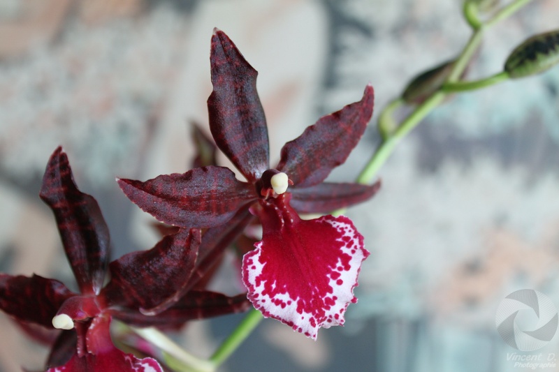 orchid_20091226 - 20091227083155-486e55e6.jpg 20091227083155-486e55e6.jpg