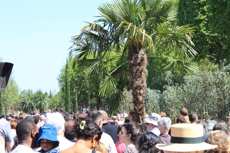 Embouteillage de visiteurs sous les palmiers de Champs IMG_2218.JPG