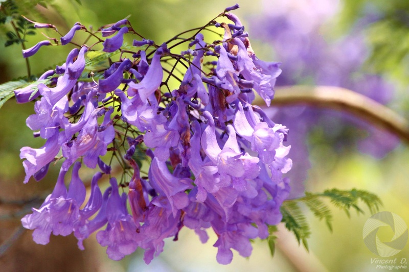 Les jacarandas d'Ambohimanga Mcar_2014_11_5334.jpg