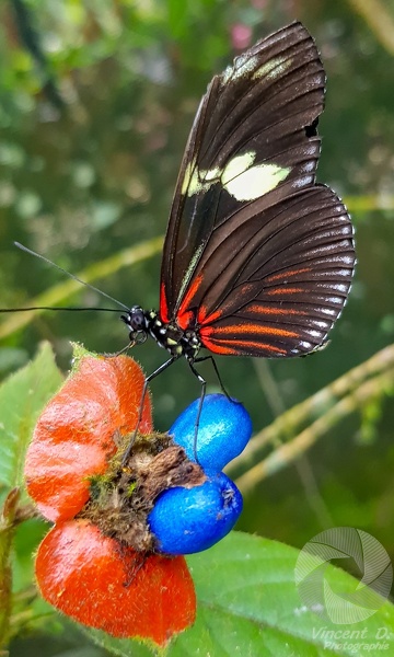 Costa Rica 2018 223144425