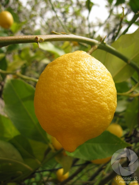 Lemon tree in my garden Canon_PowerShot_S45-2003-04-14_10-58-25.jpg