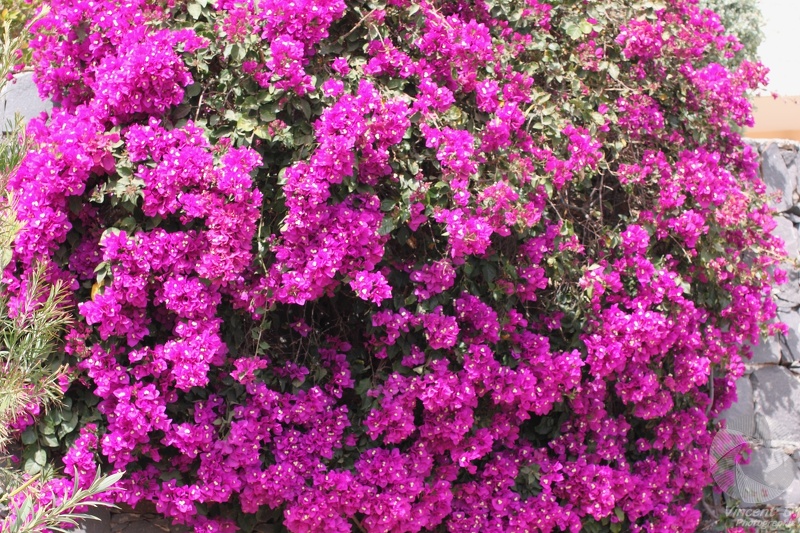 Bougainvillée - Boa_Vista_-_2012_-_5697.jpg Boa_Vista_-_2012_-_5697.jpg