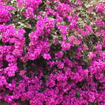 Bougainvillée