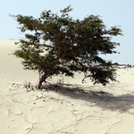 Végétation du désert