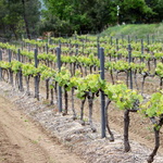 Vignes nobles