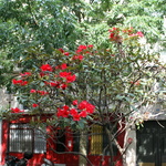 Le rhododendron rouge