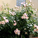 Le Clos des Blancs-Manteaux