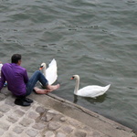 Les cygnes de Paris