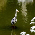 Jardin des Tuileries