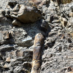 La forêt fossile de Champclauson