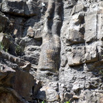 La forêt fossile de Champclauson