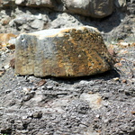 La forêt fossile de Champclauson