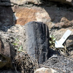 La forêt fossile de Champclauson