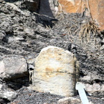 La forêt fossile de Champclauson