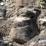 La forêt fossile de Champclauson