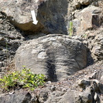 La forêt fossile de Champclauson