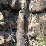 La forêt fossile de Champclauson