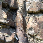 La forêt fossile de Champclauson