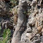 La forêt fossile de Champclauson