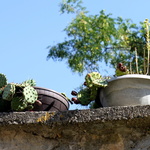 Jeunes cactés à La Roque sur Cèze