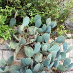 Cactés à La Roque sur Cèze