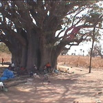 Baobab