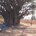 Baobab