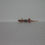Gecko mabouia