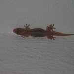 Gecko mabouia