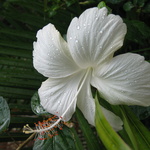 Hybiscus