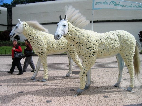 Chevaux en oeillets blancs IMG_7028.jpg