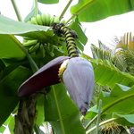 Quisqueya