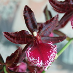 orchid_20091226
