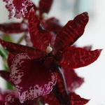 orchid_20091226