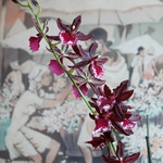 orchid_20091226