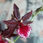 orchid_20091226