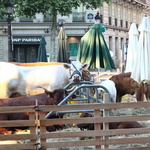 Les Champs Elysées en jardin