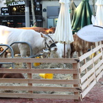 L'agriculture sur les Champs Elysées