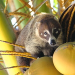 Coati à nez blanc