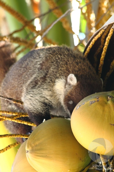 Un petit omnivore qui vous croque une noix de coco en 2 minutes chrono.
Cancun_2012_8520.jpg