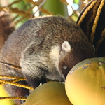 Coati à nez blanc