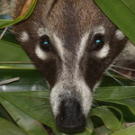 Coati à nez blanc